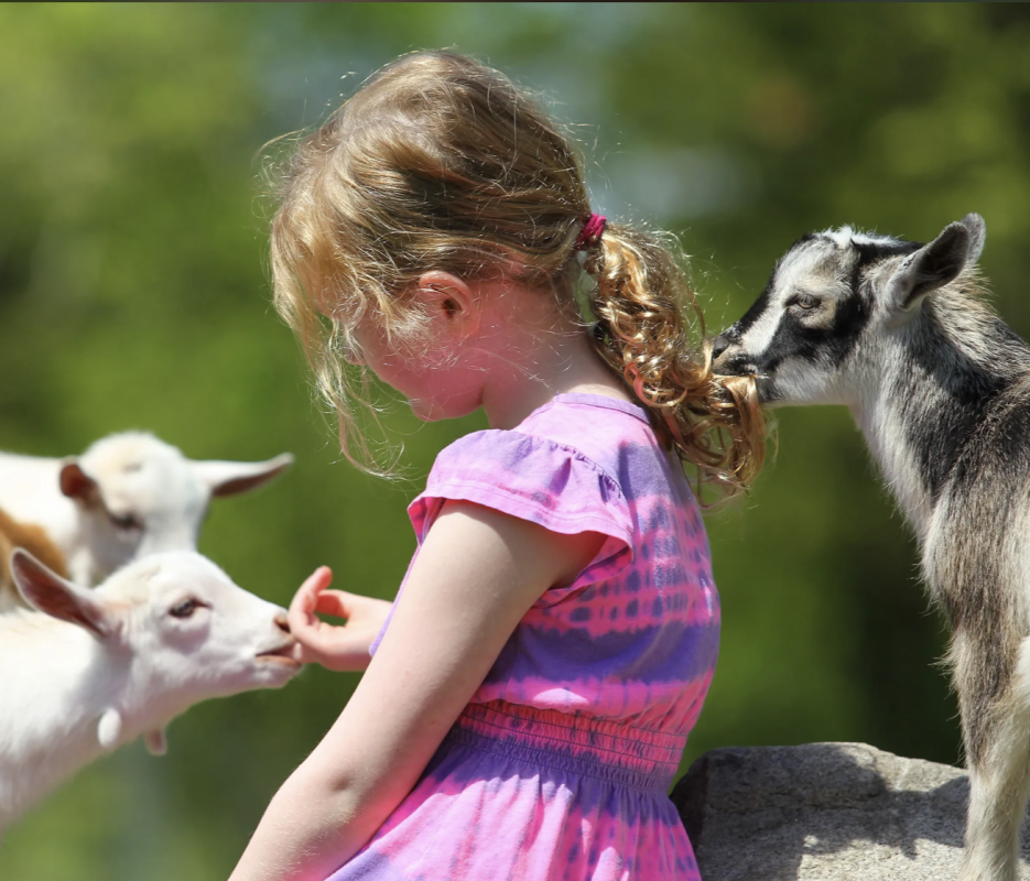 little girl playing with baby goats at spring fling at pactamere farm